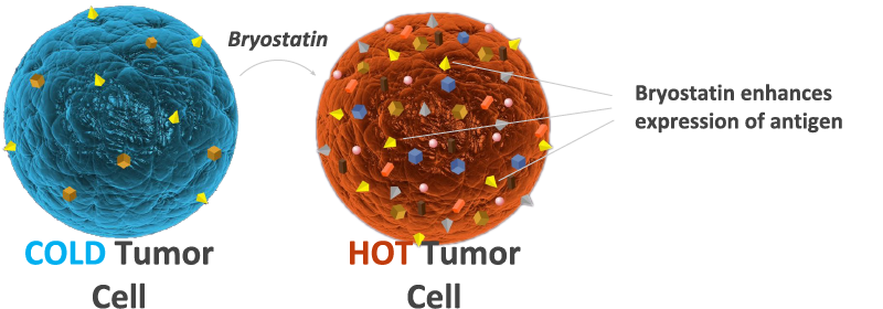 illustration displaying how Bryostatin enhances expression of antigen by turning a cold tumor cell into a hot tumor cell
