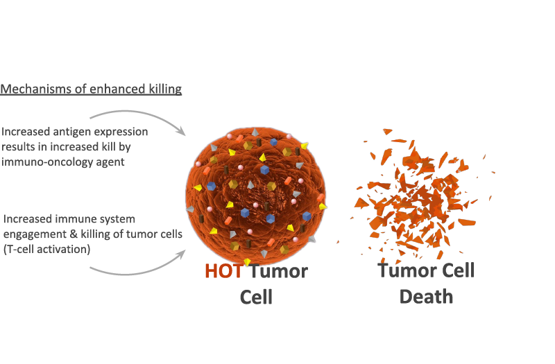 illustration showing the mechanisms of enhanced killing of tumor cells. Increased antigen expression results in increased kill by immuno-oncology agent. Increased immune system engagement & killing of tumor cells (T-cell activation)
